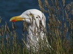 SX07505 Head of Herring Gull (Larus argentatus) poking up through grass.jpg